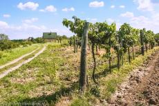 Fertö / Neusiedlersee Cultural Landscape - Fertö / Neusiedlersee Cultural Landscape: A small farmhouse surrounded by vineyards in the Hungarian village of Fertöboz. Fertöboz... Fertö / Neusiedlersee Cultural Landscape - Fertö / Neusiedlersee Cultural Landscape: A small farmhouse surrounded by vineyards in the Hungarian village of Fertöboz. Fertöboz...