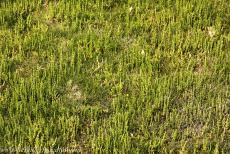 Danish part of the Wadden Sea - Wadden Sea: Salicornia, known as samphire greens or marsh samphire. The salt marshes of the Wadden Sea are covered with salt tolerant... Danish part of the Wadden Sea - Wadden Sea: Salicornia, known as samphire greens or marsh samphire. The salt marshes of the Wadden Sea are covered with salt tolerant...