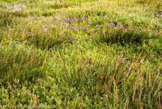 Danish part of the Wadden Sea - In the foreground of the photo saltmarsh arrowgrass, Triglochin maritima. The Wadden Sea is the largest unbroken system of... Danish part of the Wadden Sea - In the foreground of the photo saltmarsh arrowgrass, Triglochin maritima. The Wadden Sea is the largest unbroken system of...