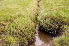 Danish part of the Wadden Sea - One of the salt tolerant plants of the Wadden Sea is the sea purslane, the Atriplex portulacoides. When the tidal waters retreat, the exposed... Danish part of the Wadden Sea - One of the salt tolerant plants of the Wadden Sea is the sea purslane, the Atriplex portulacoides. When the tidal waters retreat, the exposed...