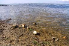 Danish part of the Wadden Sea - The Wadden Sea is also an important breeding area and tanking station for migrating birds. The sea is a rich feeding ground for... Danish part of the Wadden Sea - The Wadden Sea is also an important breeding area and tanking station for migrating birds. The sea is a rich feeding ground for...