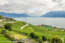 Lavaux, Vineyard Terraces - Lavaux Vineyard Terraces: There is some evidence that vines were grown in the Lavaux region in Roman times, but the present vineyard terraces...