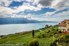 Lavaux, Vineyard Terraces - Lavaux Vineyard Terraces: The Lavaux is also called the 'Land of Three Suns', the direct sunlight, the sun rays reflected from the...