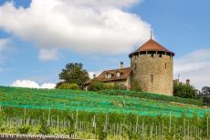 Lavaux, Vineyard Terraces - Lavaux Vineyard Terraces: Château de la Tour Bertholod in the wine growing village of Lutry, the vineyards are protected by bird nets to...