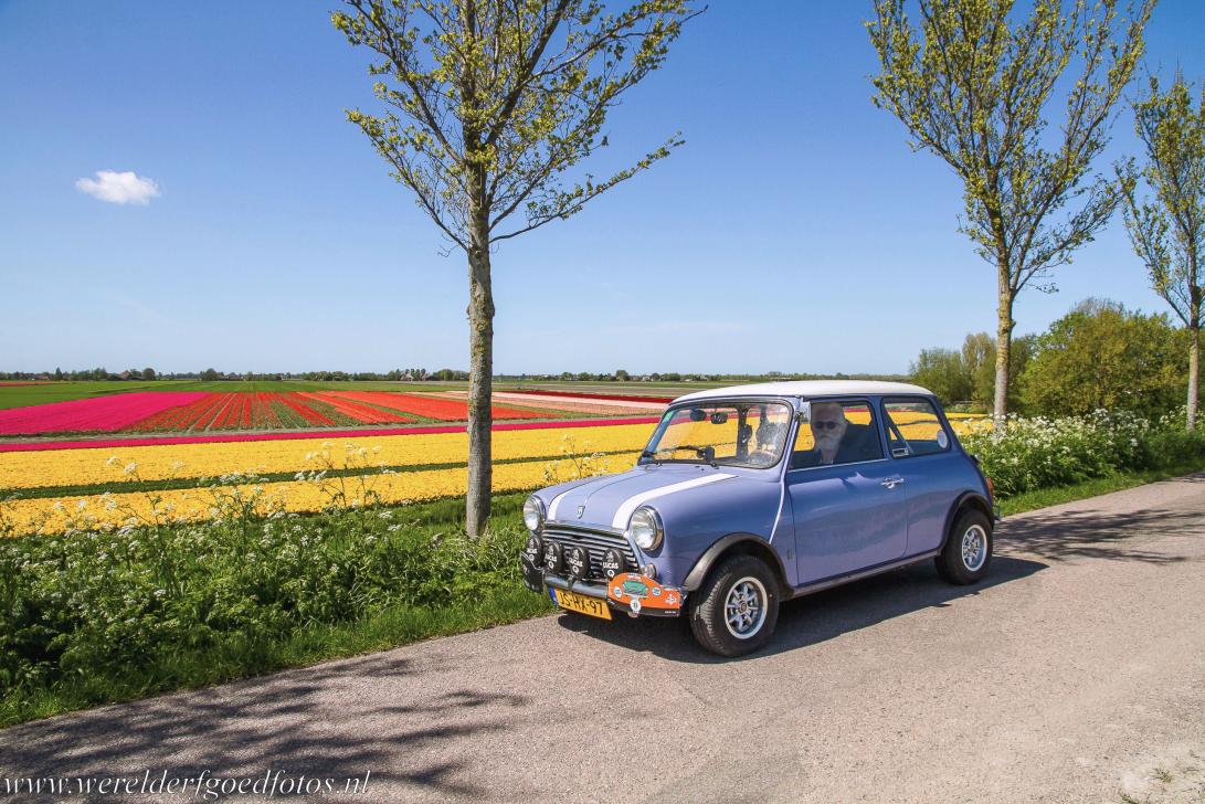Droogmakerij de Beemster (Beemster Polder) - Spring in the Beemster Polder. A classic Mini in front of one of the flowering tulip fields of the Beemster Polder. For those who wish to visit... Droogmakerij de Beemster (Beemster Polder) - Spring in the Beemster Polder. A classic Mini in front of one of the flowering tulip fields of the Beemster Polder. For those who wish to visit...