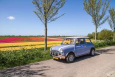 Droogmakerij de Beemster (Beemster Polder) - Spring in the Beemster Polder. A classic Mini in front of one of the flowering tulip fields of the Beemster Polder. For those who wish to visit... Droogmakerij de Beemster (Beemster Polder) - Spring in the Beemster Polder. A classic Mini in front of one of the flowering tulip fields of the Beemster Polder. For those who wish to visit...