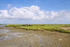 Dutch part of the Wadden Sea - Wadden Sea: A group of mudflat hikers crossing the Wadden Sea, the mudflats are still bare, the sand flats are covered by sea grasses,... Dutch part of the Wadden Sea - Wadden Sea: A group of mudflat hikers crossing the Wadden Sea, the mudflats are still bare, the sand flats are covered by sea grasses,...
