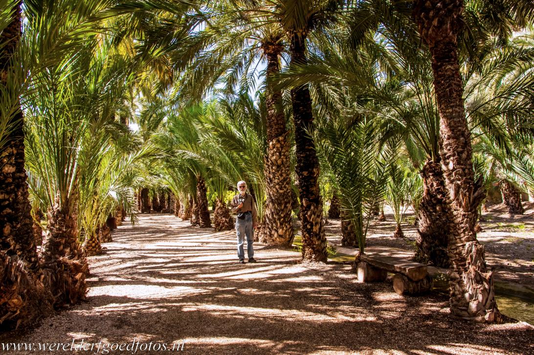 Palmeral of Elche - Shaded by date palm trees, you can take a walk through the Palmeral of Elche. The Palmeral of Elche is one of the largest palm groves in the world... Palmeral of Elche - Shaded by date palm trees, you can take a walk through the Palmeral of Elche. The Palmeral of Elche is one of the largest palm groves in the world...