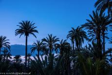 Palmeral of Elche - The Palmeral of Elche by night. The Palmeral of Elche is one of the largest palm groves in the world and the largest palm grove in Europe. The... Palmeral of Elche - The Palmeral of Elche by night. The Palmeral of Elche is one of the largest palm groves in the world and the largest palm grove in Europe. The...
