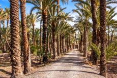 Palmeral of Elche - The Palmeral of Elche covers an area of about 3.5 km² and is an oasis in the city of Elche. As the city spread in the 17th... Palmeral of Elche - The Palmeral of Elche covers an area of about 3.5 km² and is an oasis in the city of Elche. As the city spread in the 17th...