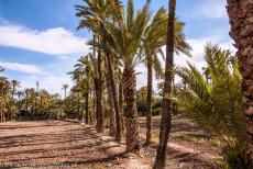 Palmeral of Elche - The Palmeral of Elche is composed of 97 different orchards, called huertos. It is thought that the first date palms were originally... Palmeral of Elche - The Palmeral of Elche is composed of 97 different orchards, called huertos. It is thought that the first date palms were originally...