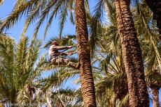 Palmeral of Elche - The Huerta del Cura is a small botanical garden situated inside the Palmeral of Elche, the garden contains around thousand palm trees. In the... Palmeral of Elche - The Huerta del Cura is a small botanical garden situated inside the Palmeral of Elche, the garden contains around thousand palm trees. In the...