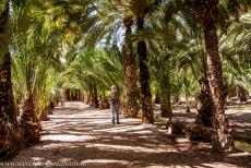 Palmeral of Elche - Shaded by date palm trees, you can take a walk through the Palmeral of Elche. The Palmeral of Elche is one of the largest palm groves in the world... Palmeral of Elche - Shaded by date palm trees, you can take a walk through the Palmeral of Elche. The Palmeral of Elche is one of the largest palm groves in the world...