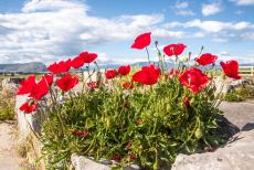 Archaeological Site of Tiryns - Archaeological Site of Tiryns: Nowadays, only the foundations of the palace of Tiryns remain, in spring, flaming red poppies are in full... Archaeological Site of Tiryns - Archaeological Site of Tiryns: Nowadays, only the foundations of the palace of Tiryns remain, in spring, flaming red poppies are in full...