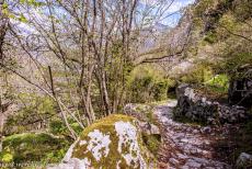 Madriu-Perafita-Claror Valley - Madriu-Perafita-Claror Valley: One of the small, historic donkey paths running alongside a dry-stone wall, known as pedra seca, a characteristic... Madriu-Perafita-Claror Valley - Madriu-Perafita-Claror Valley: One of the small, historic donkey paths running alongside a dry-stone wall, known as pedra seca, a characteristic...