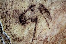 Cave Art of Altamira and Tito Bustillo - Paleolithic Cave Art of Northern Spain: A horse head, one of the most famous rock drawings of the Tito Bustillo Cave. In the Galeria de los... Cave Art of Altamira and Tito Bustillo - Paleolithic Cave Art of Northern Spain: A horse head, one of the most famous rock drawings of the Tito Bustillo Cave. In the Galeria de los...