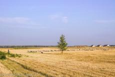 Hortobágy National Park - Puszta - Hortobágy National Park - the Puszta: Shepherds and their sheep dogs still roam the Puszta as they have done for centuries and the... Hortobágy National Park - Puszta - Hortobágy National Park - the Puszta: Shepherds and their sheep dogs still roam the Puszta as they have done for centuries and the...