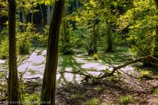 Ancient and Primeval Beech Forests of Europe - Jasmund National Park: The Black Alder Swamp, one of the swamp-like ponds behind the chalk cliffs. The largest beech forests along the Baltic... Ancient and Primeval Beech Forests of Europe - Jasmund National Park: The Black Alder Swamp, one of the swamp-like ponds behind the chalk cliffs. The largest beech forests along the Baltic...