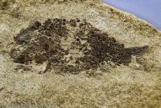 Monte San Giorgio - Monte San Giorgio: The fossil of a Bobasatrania is on display at the Fossil Museum in Meride. This fossil was found in 1958 during... Monte San Giorgio - Monte San Giorgio: The fossil of a Bobasatrania is on display at the Fossil Museum in Meride. This fossil was found in 1958 during...