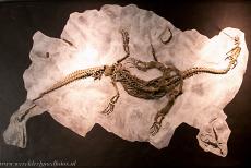 Monte San Giorgio - Monte San Giorgio: The marine fossil found at the Monte San Giorgio, on display in the Fossil Museum in Meride in Switzerland.... Monte San Giorgio - Monte San Giorgio: The marine fossil found at the Monte San Giorgio, on display in the Fossil Museum in Meride in Switzerland....