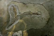 Monte San Giorgio - Monte San Giorgio: The fossil Neusticosaurus peyeri was discovered in 2003 at the excavation site Acqua del Ghiffo on the Monte San Giorgio.... Monte San Giorgio - Monte San Giorgio: The fossil Neusticosaurus peyeri was discovered in 2003 at the excavation site Acqua del Ghiffo on the Monte San Giorgio....