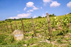 Champagne Hillsides - Champagne Hillsides, Houses and Cellars: A stone marker in one of the vineyards close to the village of Hautvillers. Along... Champagne Hillsides - Champagne Hillsides, Houses and Cellars: A stone marker in one of the vineyards close to the village of Hautvillers. Along...