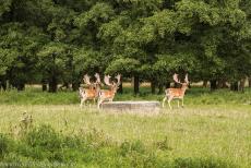 The par force hunting landscape in North Zealand - The par force hunting landscape in North Zealand: Deer near the Dousbad Vildthus in the deer park Jægersborg Dyrehave. Over the last 300... The par force hunting landscape in North Zealand - The par force hunting landscape in North Zealand: Deer near the Dousbad Vildthus in the deer park Jægersborg Dyrehave. Over the last 300...