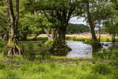 The par force hunting landscape in North Zealand - The par force hunting landscape in North Zealand: The Stille Vand is a small and peaceful lake in Jægersborg Dyrehave... The par force hunting landscape in North Zealand - The par force hunting landscape in North Zealand: The Stille Vand is a small and peaceful lake in Jægersborg Dyrehave...