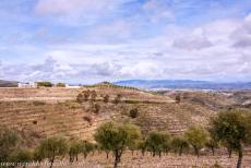 Alto Douro Wine Region - Alto Douro Wine Region: The terraced vineyards and a quinta, a wine-producing farm. There are also fig and olive orchards in the Alto Douro... Alto Douro Wine Region - Alto Douro Wine Region: The terraced vineyards and a quinta, a wine-producing farm. There are also fig and olive orchards in the Alto Douro...