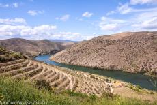 Alto Douro Wine Region - The terraced vineyards of the Alto Douro Wine Region are situated along the river Douro and its tributaries.... Alto Douro Wine Region - The terraced vineyards of the Alto Douro Wine Region are situated along the river Douro and its tributaries....