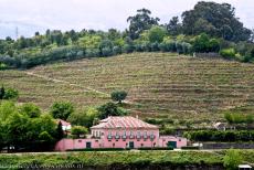 Alto Douro Wine Region - Alto Douro Wine Region: Terraced vineyards surround a quinta, a Portuguese wine-producing farm. On the steep and rocky slopes vines have been... Alto Douro Wine Region - Alto Douro Wine Region: Terraced vineyards surround a quinta, a Portuguese wine-producing farm. On the steep and rocky slopes vines have been...